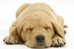 srednie-shchenki5_250x250[1]